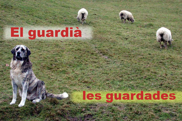 ovelles_solucio.jpg
